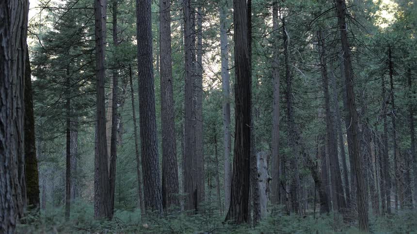 A person hiking in the woods