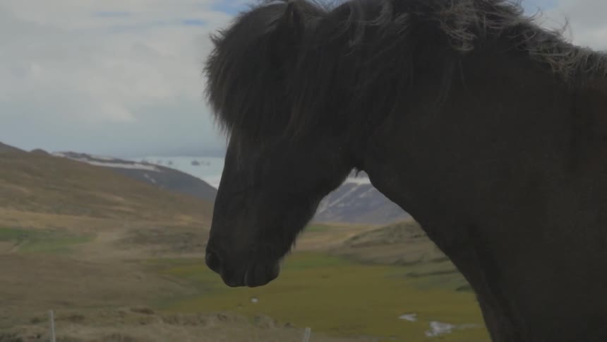 A horse running in a field