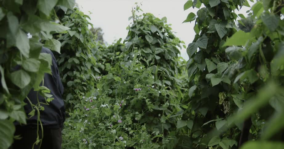 A man and a boy are walking among tall green plants