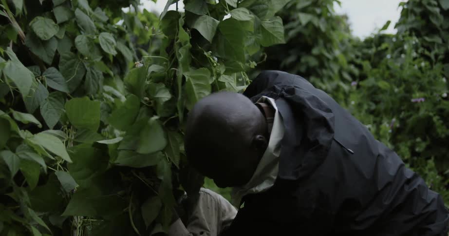 A man and boy plant a tree