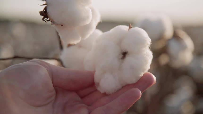 A person is touching a cotton boll hanging off a plant in a field