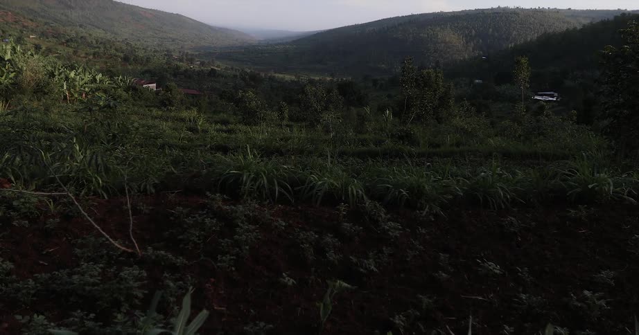 Foliage coves a hilly landscape