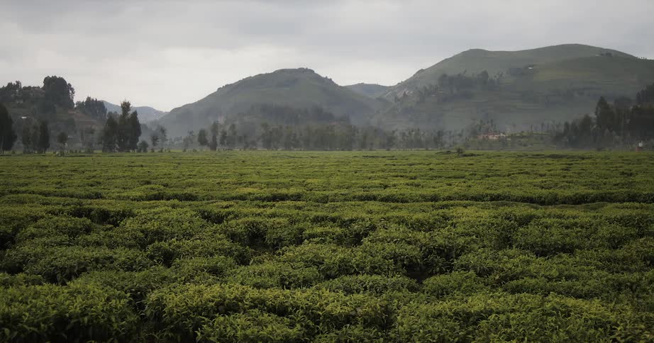 Past the crop fields is a large green mountain