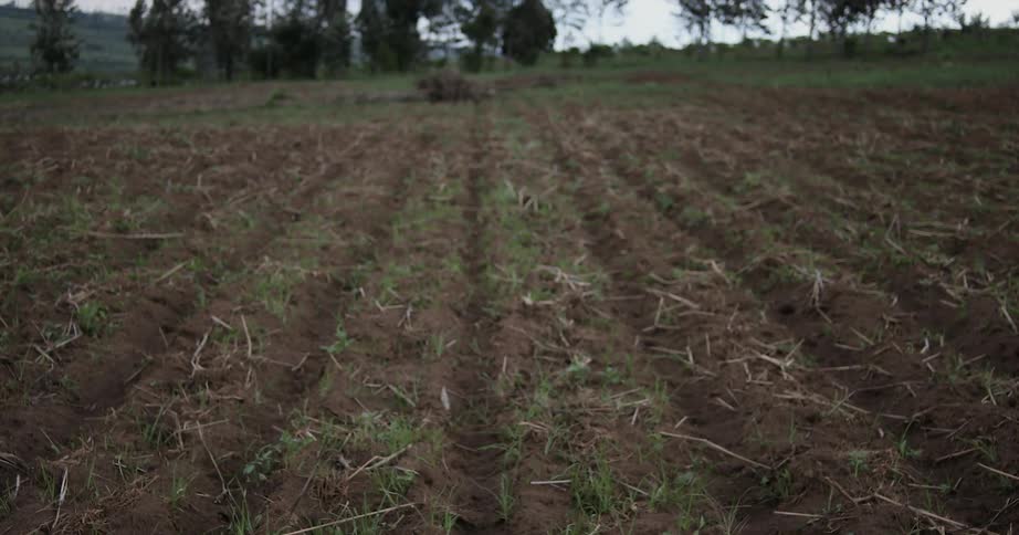 Grass grows in a plowed field
