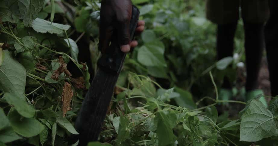 A machete is picked up from the ground