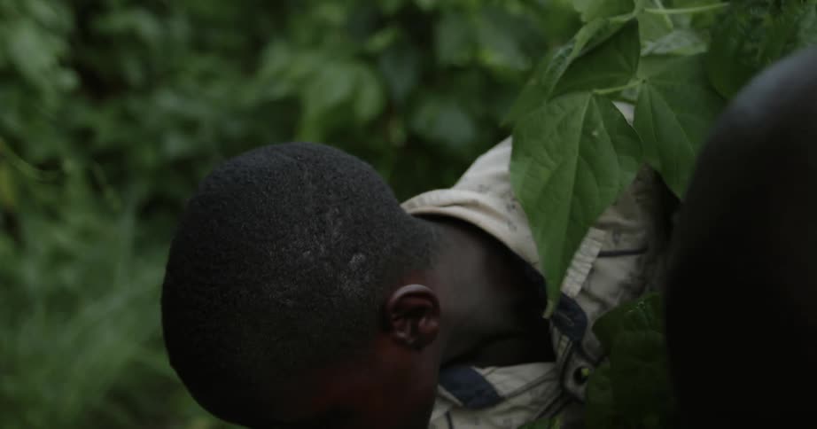 Boy tries to pull a vine from the ground
