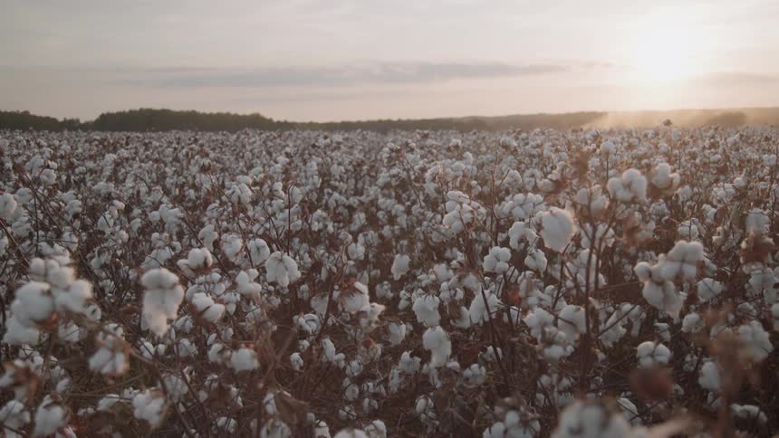 Cotton fields at sunset