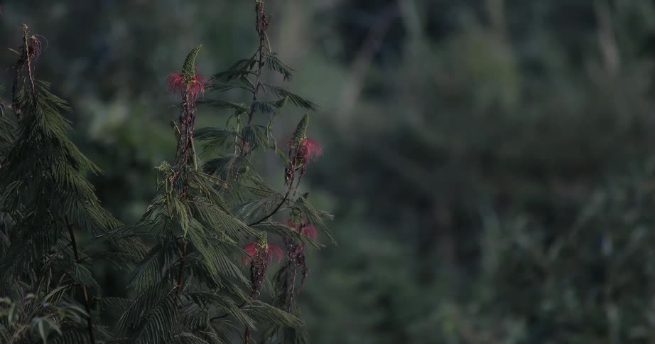 Small bird hops on tree branches