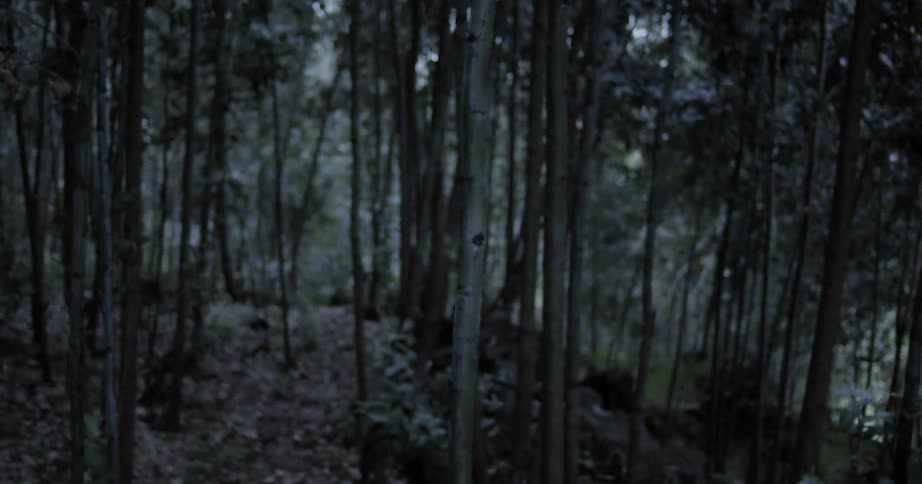 Trees in a forest