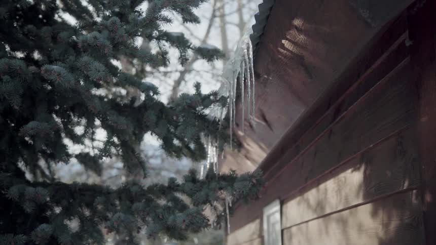 Icicles are slowly melting in the sun
