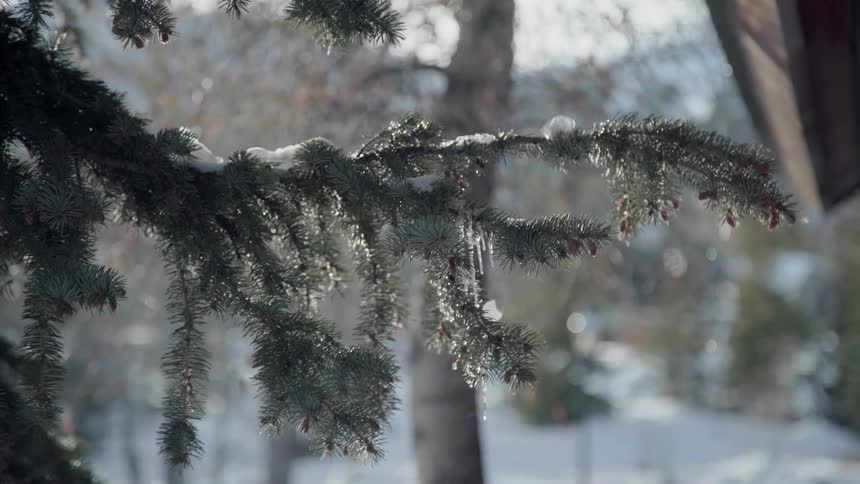 Snow is melting and falling off an evergreen tree