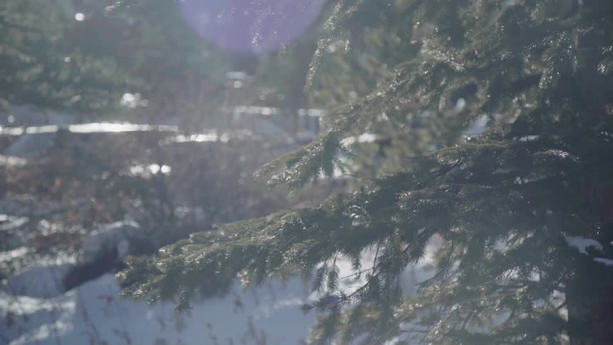 Pine tree branches sway in the breeze
