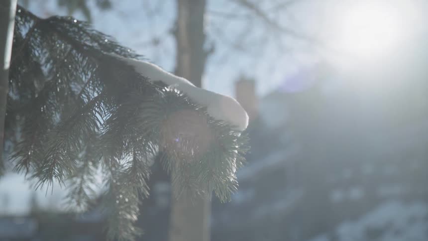Snow rests on pine tree branches