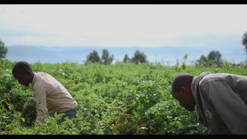 A man and young boy pick crops