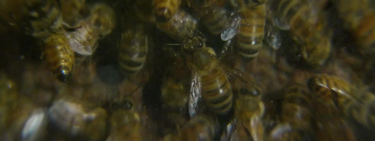 Bees swarm around in a hive