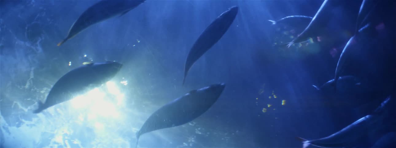 Fish swim in the water