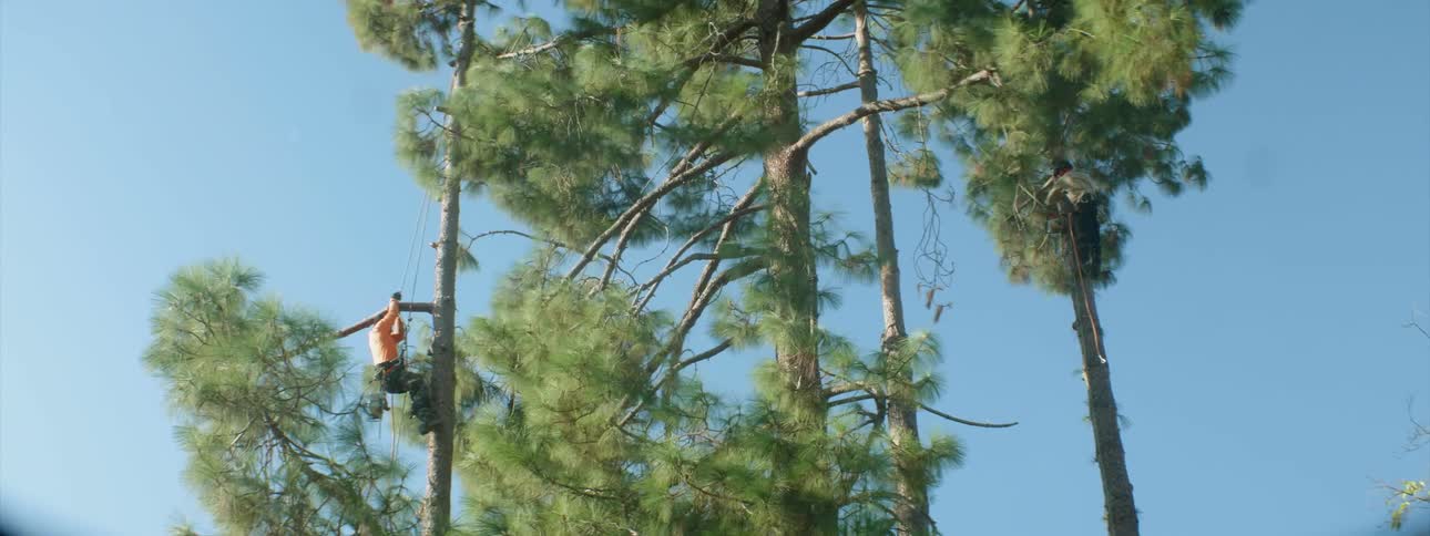 A man is pulling a rope climbing up the tall tree