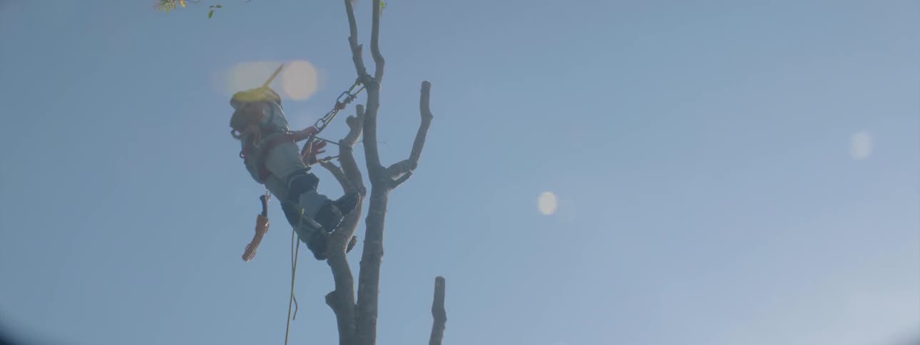 A tree trimmer cuts down tree branches with a chainsaw