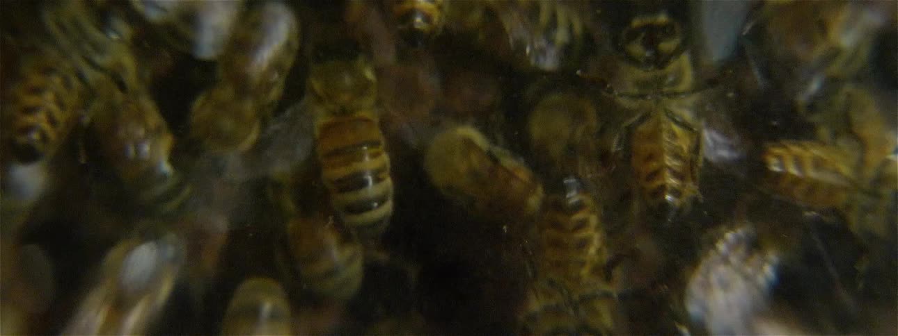 There are many bees gathered on this comb