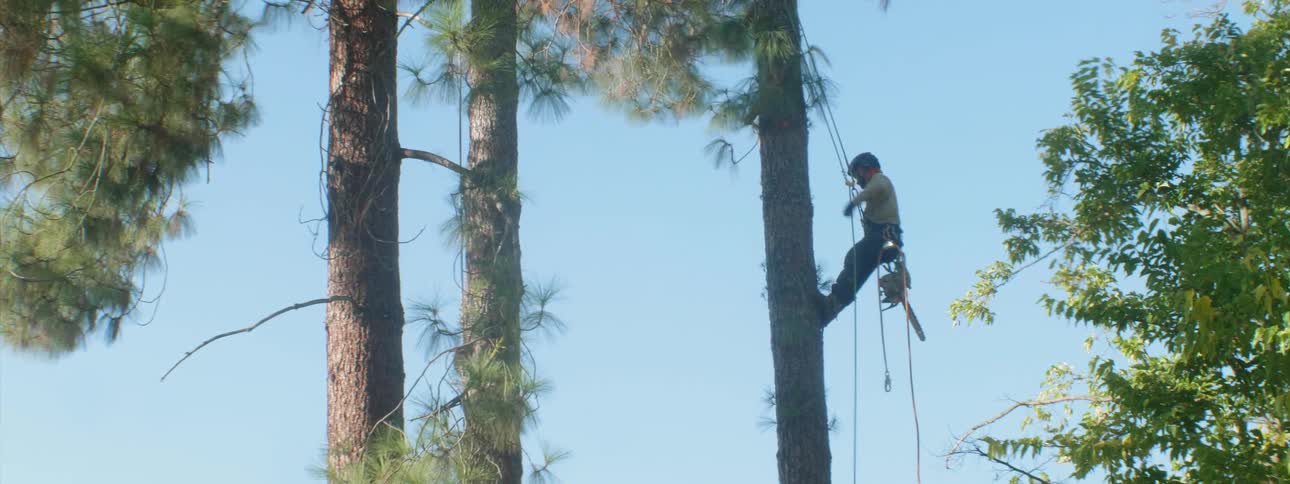 A man harnessed to a tree uses a chainsaw to cut branches
