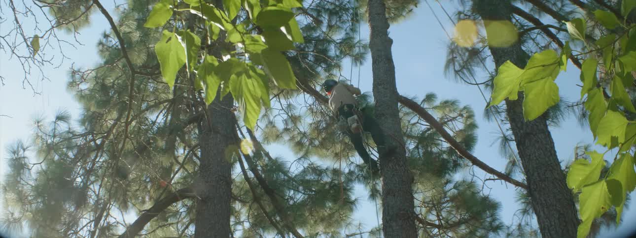 The leaves blow in the wind as the man climbs up the tree