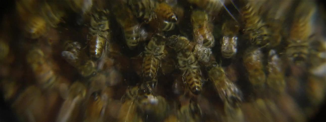 All the bees are moving around on the honeycomb