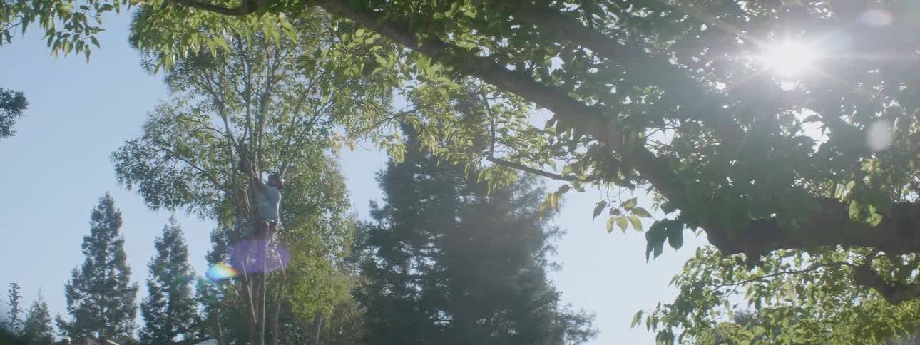 A man trims tree branches with a chainsaw