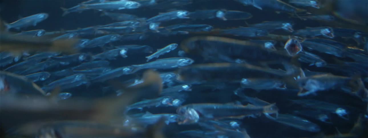 Schools of fish travel in opposite directions