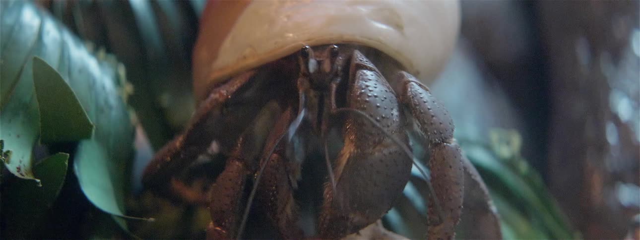 A hermit crab crawls over leaves