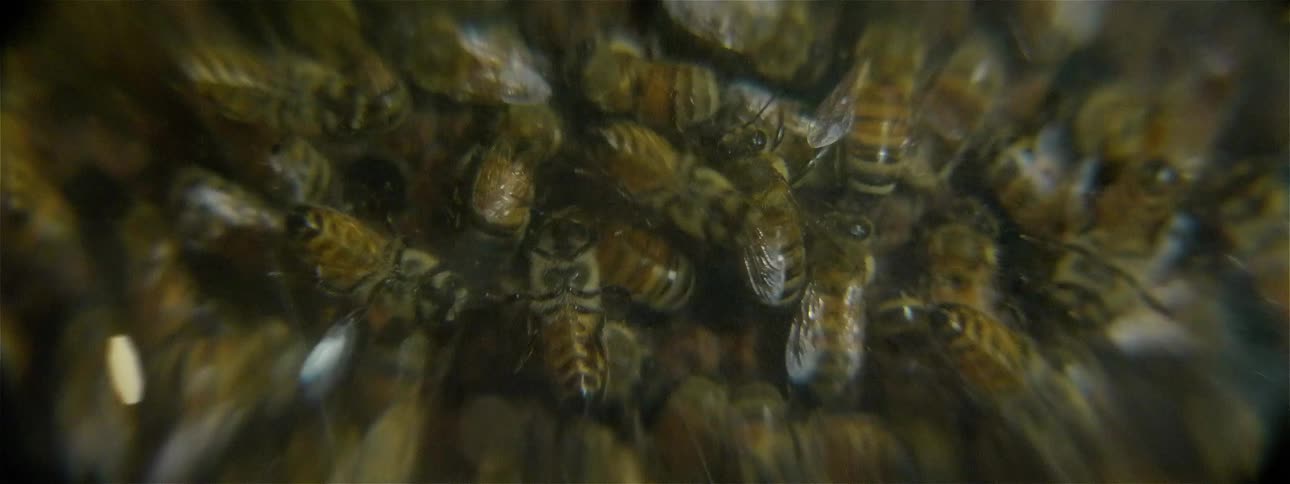 Bees swarm on a hive