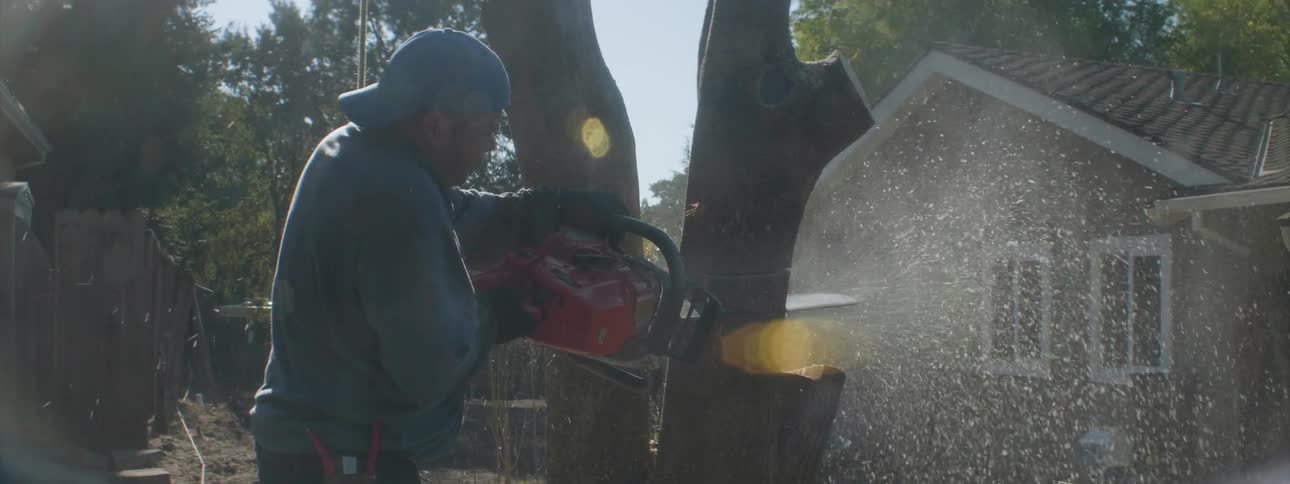A man cuts down a tree with a chainsaw