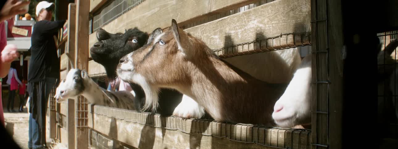 Fenced goats watch a girl standing nearby