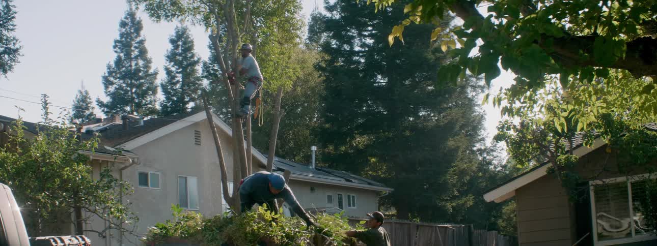 Men are working at cutting down a tree in a backyard during the day