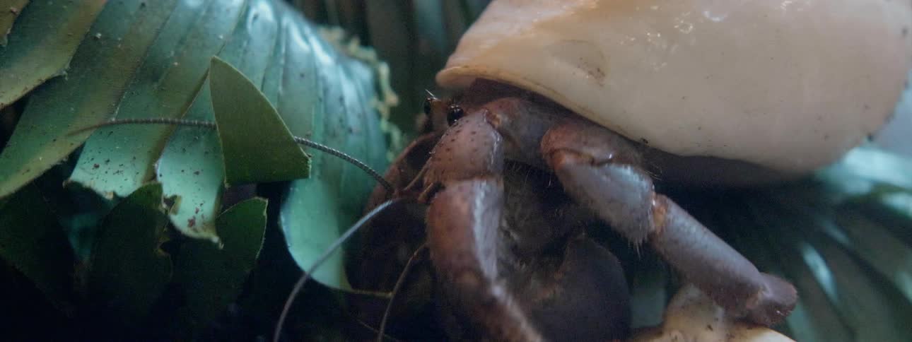 A hermit crab eats a leaf