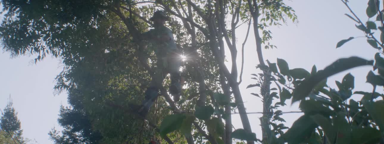 Man in a tree uses a saw to cut tree branches on a sunny day