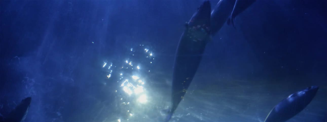 Light shines on the surface as fish swim underwater