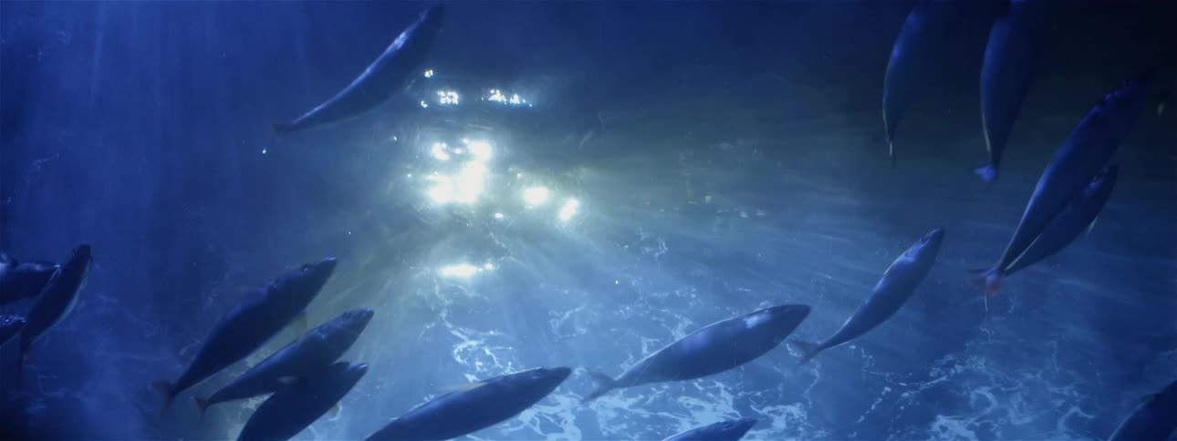 The school of fish travel in the blue waters