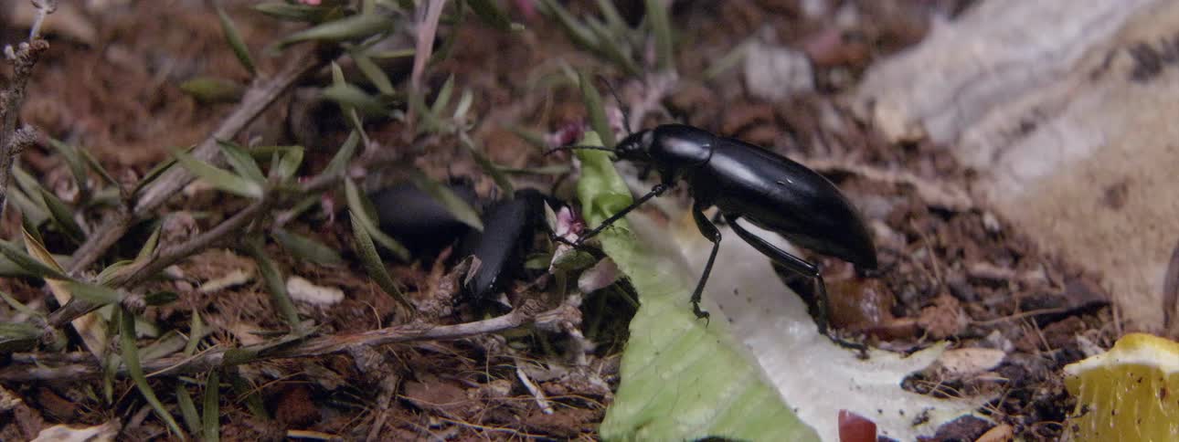 Beetles crawl on the ground