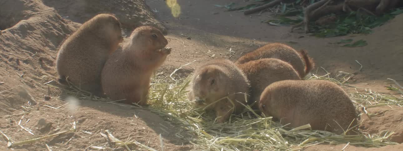 Groundhogs in an enclosure are eating hay during the day