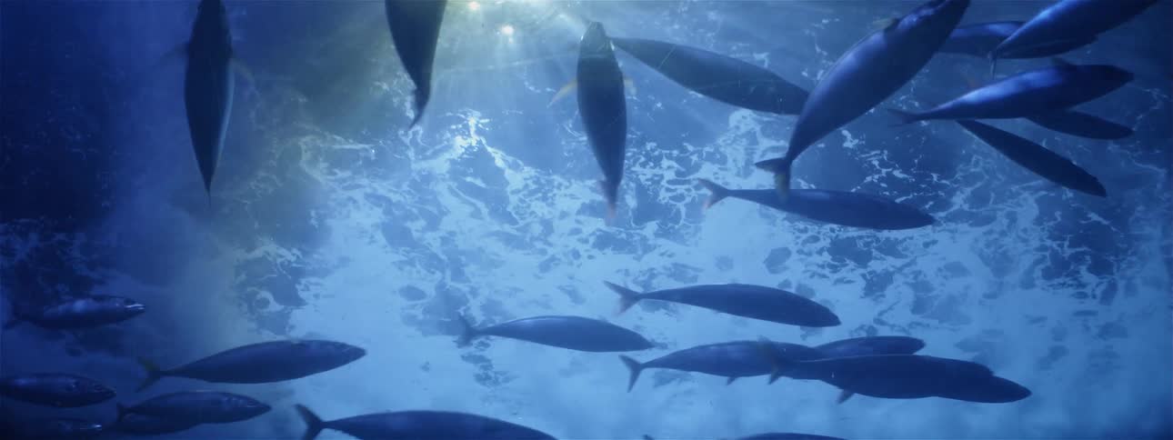 The fish swim around in the dark waters