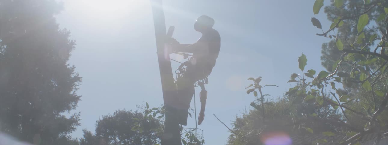A man hanging from a tree cuts the top and pulls it off landing behind