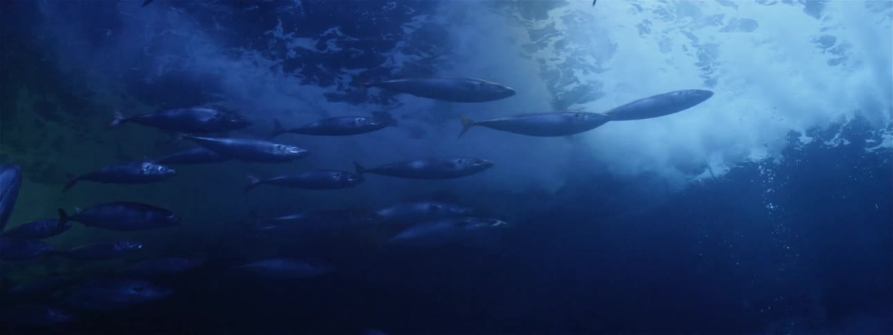 A school of fish swims in water