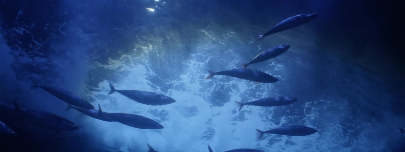 Fish and a shark swim in water