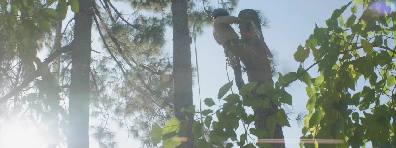A man is cutting a tree while hanging from a harness on a sunny day