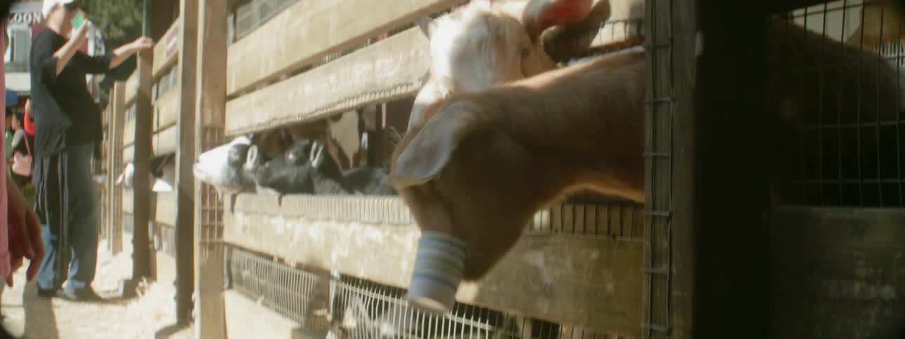 A girl tries to remove a paper cup from a goat at a petting zoo