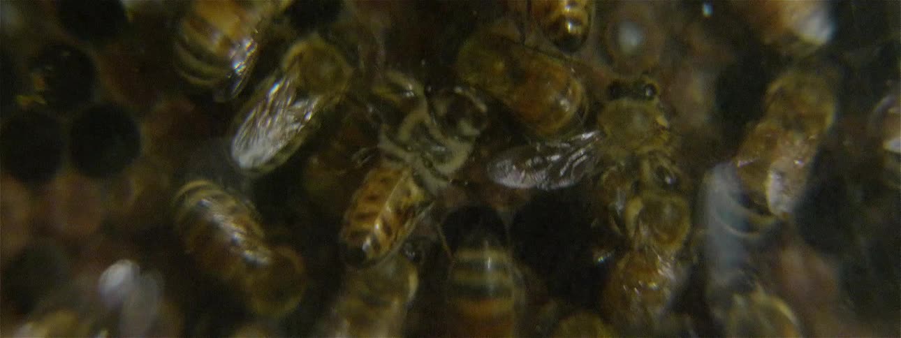 Bees are buzzing and working in a hive during the day