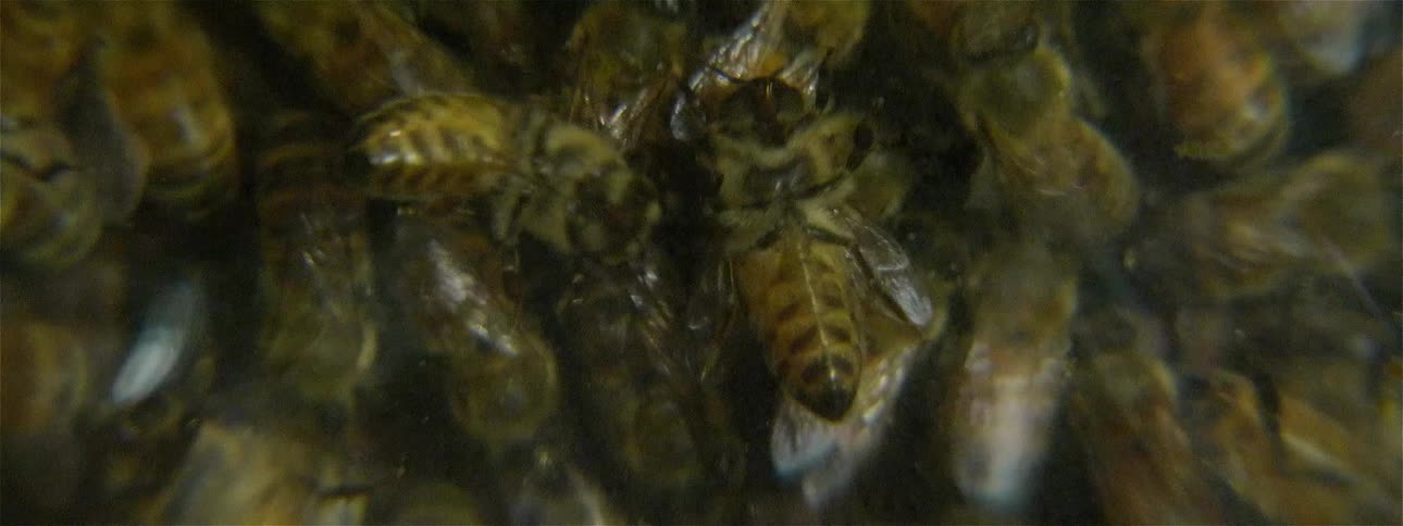 Bees swarm on honeycomb