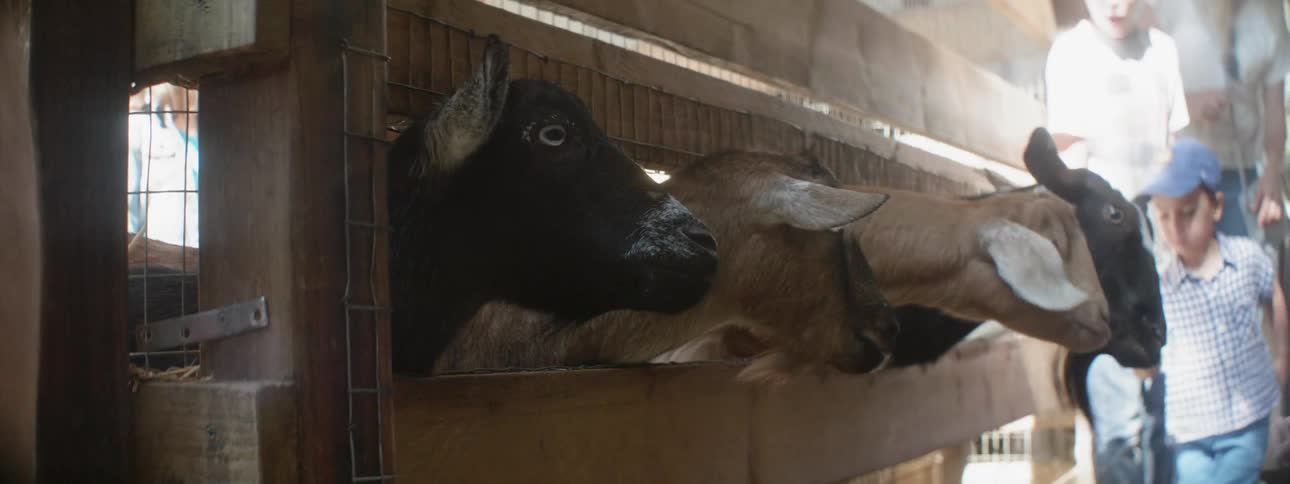 Goats poke their heads out of a wood fence