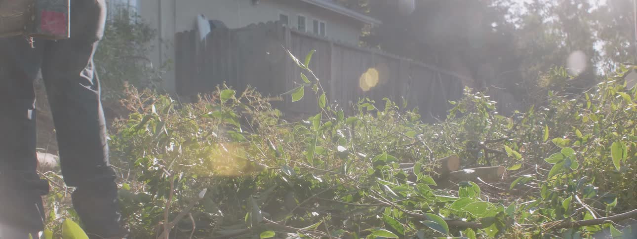Workers cut down trees in a neighborhood