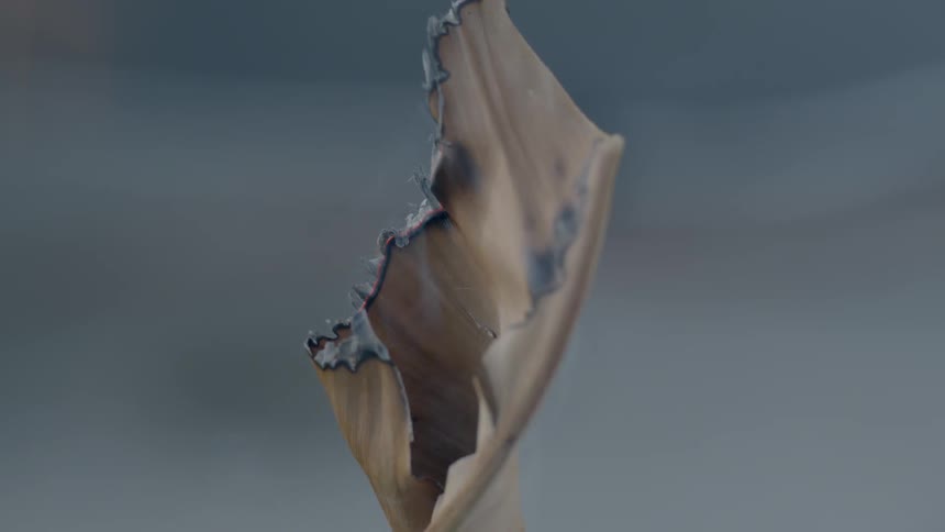 The edges of a dry plant leaf are smoldering as it burns